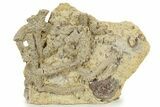 Rare Ordovician Starfish (Urasterella) Fossils - Oklahoma #145041-1